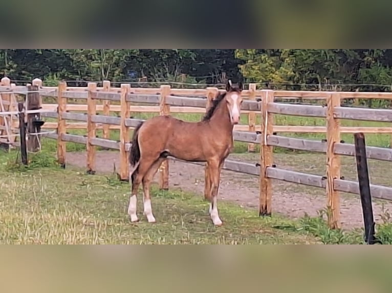 Poney de selle allemand Étalon Poulain (04/2026) 147 cm Buckskin in Pelt