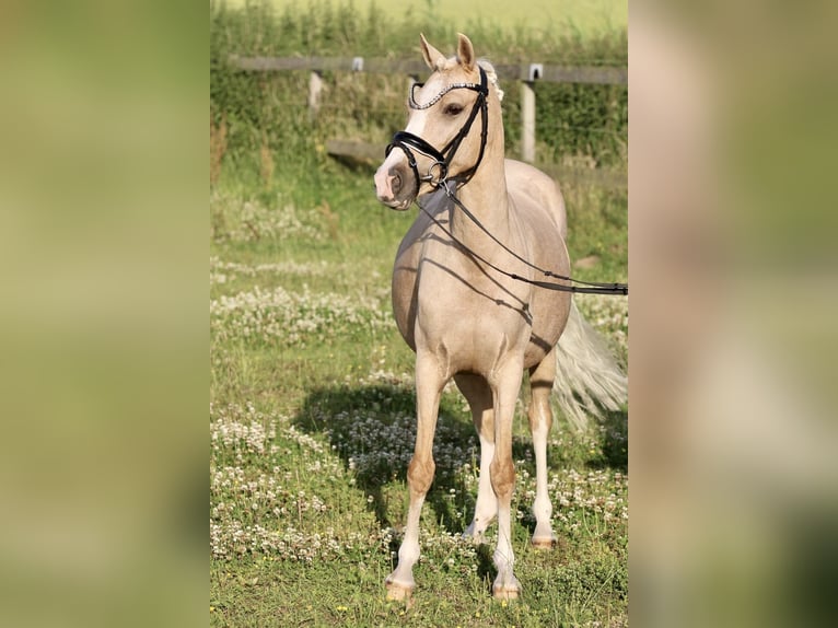 Poney de selle allemand Étalon Poulain (04/2024) 147 cm Buckskin in Emmerthal