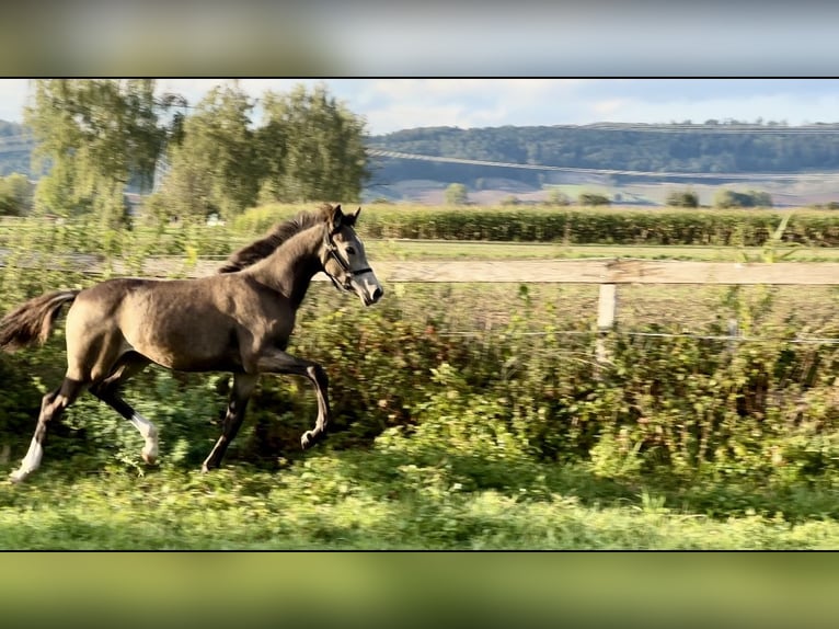 Poney de selle allemand Étalon Poulain (04/2024) 147 cm Buckskin in Emmerthal