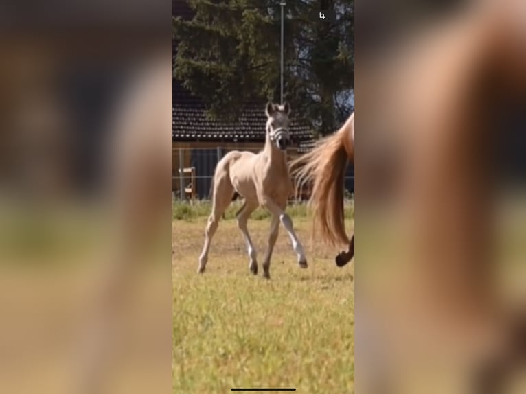 Poney de selle allemand Étalon  147 cm Buckskin in Wagenfeld