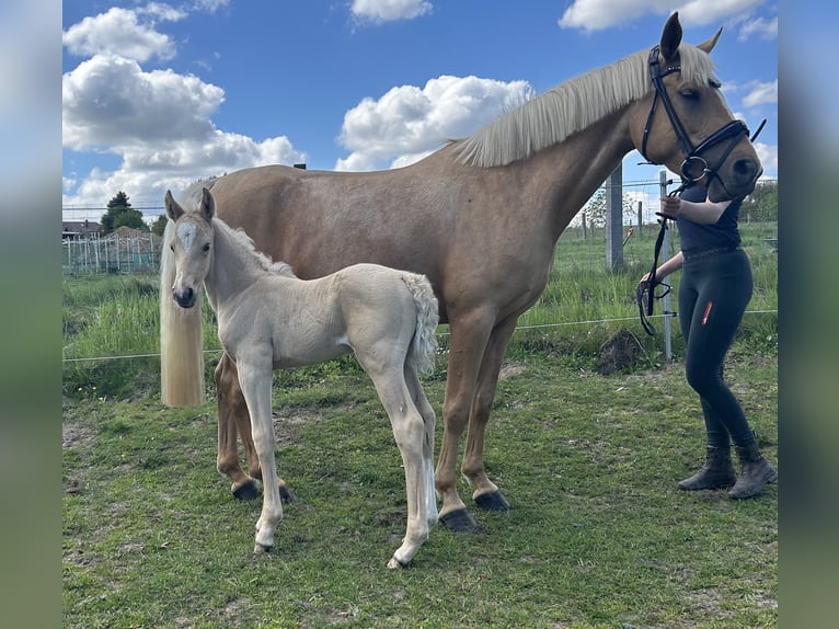 Poney de selle allemand Étalon Poulain (04/2026) 147 cm Palomino in Demmin