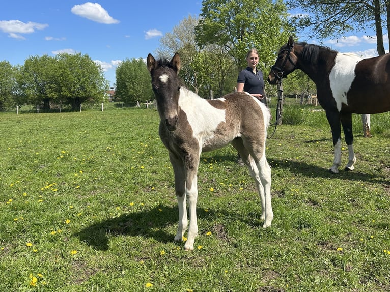 Poney de selle allemand Étalon Poulain (04/2026) 147 cm Pinto in Demmin