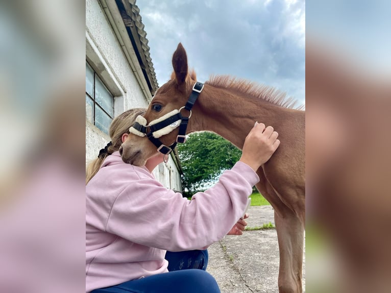 Poney de selle allemand Étalon Poulain (05/2025) 148 cm Alezan in Stralsund