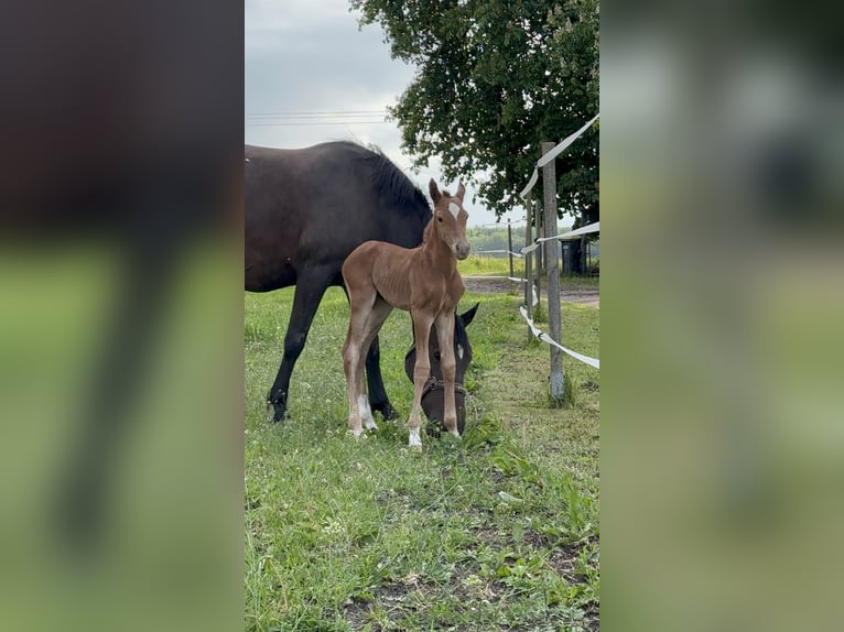 Poney de selle allemand Étalon Poulain (05/2025) 148 cm Alezan in Stralsund