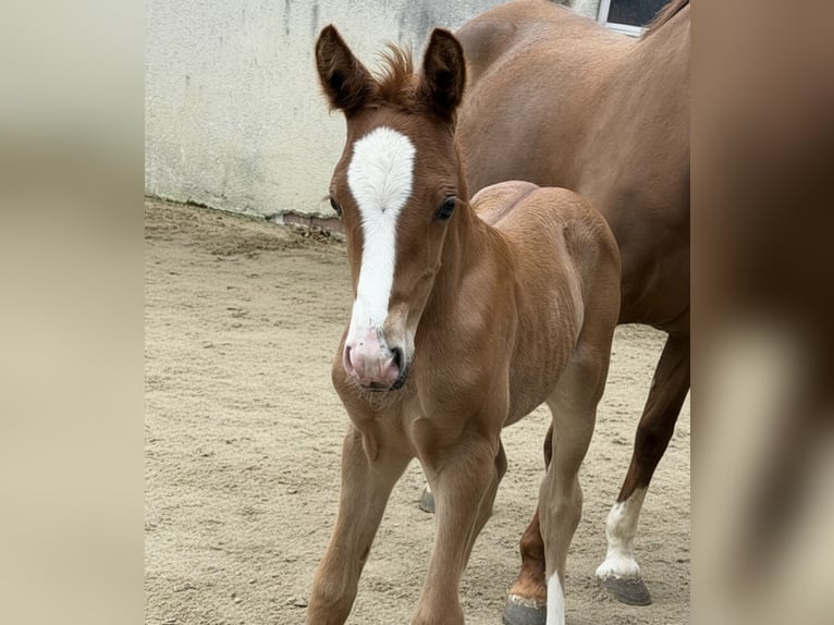 Poney de selle allemand Étalon Poulain (05/2026) 148 cm Alezan in Marktschorgast