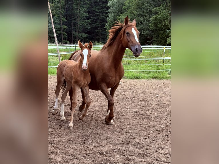Poney de selle allemand Étalon Poulain (05/2026) 148 cm Alezan in Marktschorgast