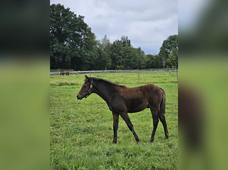 Poney de selle allemand Étalon Poulain (04/2024) 148 cm Bai brun foncé in Visselhövede