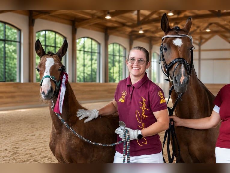 Poney de selle allemand Étalon Poulain (05/2026) 148 cm Bai in Eilsleben