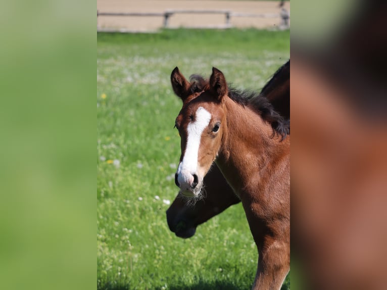 Poney de selle allemand Étalon  148 cm Bai in Hamm