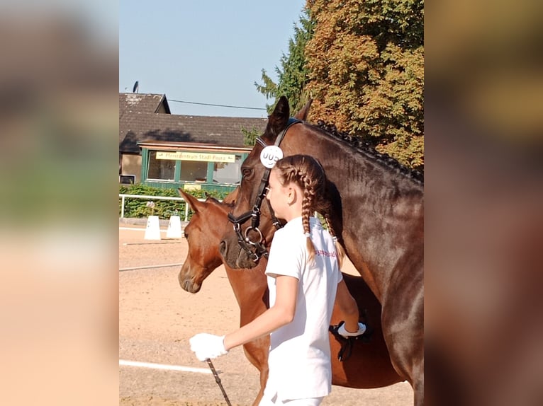 Poney de selle allemand Étalon Poulain (04/2025) 148 cm Bai clair in Manning