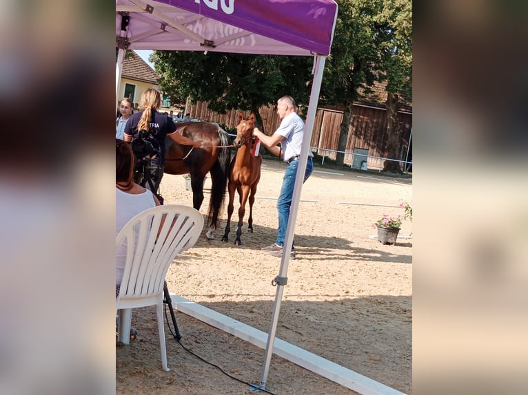 Poney de selle allemand Étalon Poulain (04/2025) 148 cm Bai clair in Manning