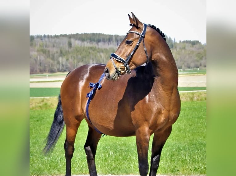 Poney de selle allemand Étalon Poulain (05/2024) 148 cm Buckskin in Ebersberg