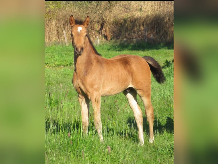 Poney de selle allemand Étalon Poulain (02/2024) 148 cm Buckskin in Velpke