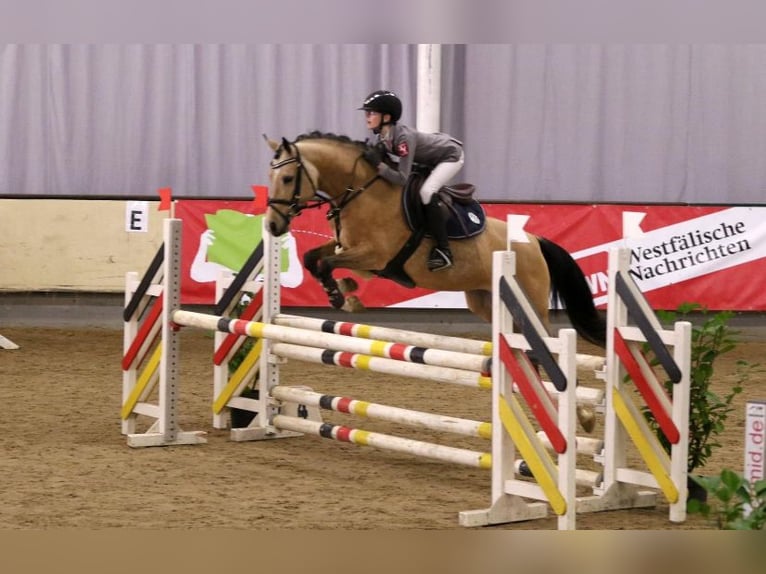 Poney de selle allemand Étalon Poulain (05/2024) 148 cm Buckskin in Hüffelsheim