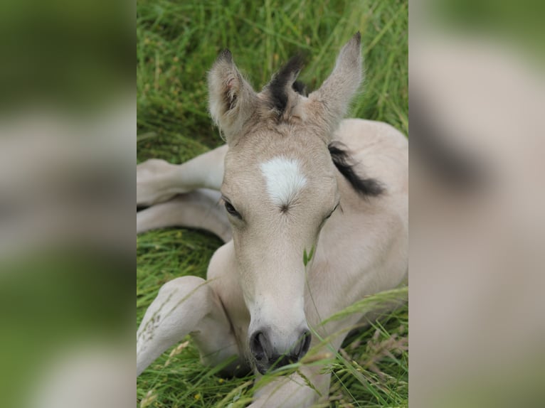 Poney de selle allemand Étalon Poulain (05/2024) 148 cm Buckskin in Hüffelsheim