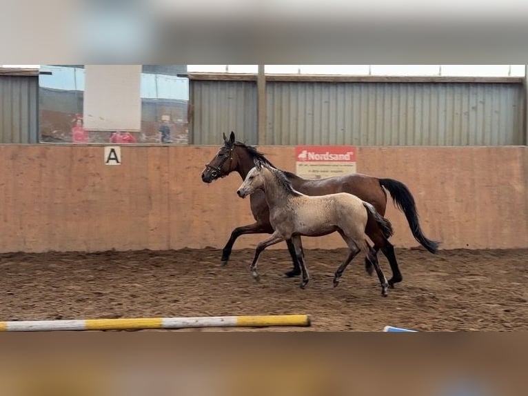 Poney de selle allemand Étalon Poulain (01/2026) 148 cm Buckskin in Achim