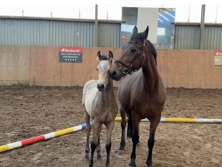 Poney de selle allemand Étalon Poulain (01/2026) 148 cm Buckskin in Achim