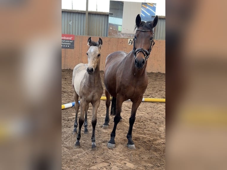 Poney de selle allemand Étalon Poulain (01/2026) 148 cm Buckskin in Achim