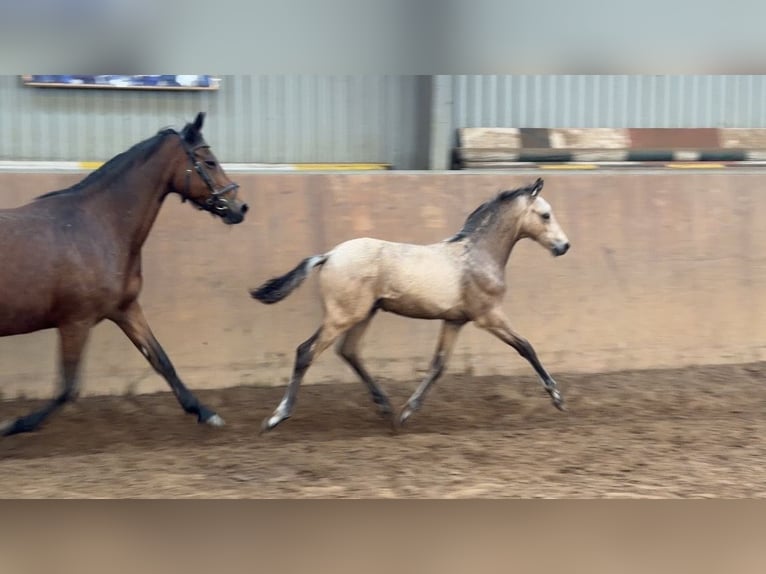 Poney de selle allemand Étalon Poulain (01/2026) 148 cm Buckskin in Achim