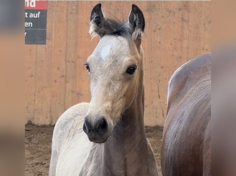 Poney de selle allemand Étalon Poulain (01/2026) 148 cm Buckskin in Achim