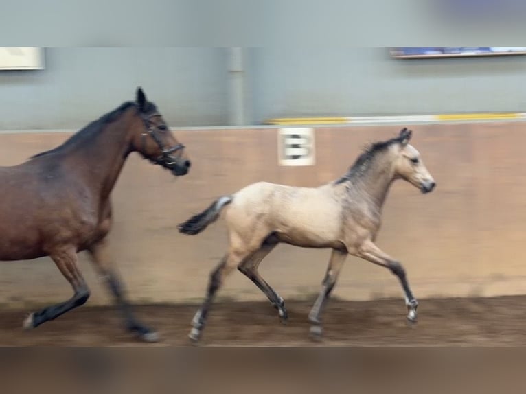 Poney de selle allemand Étalon Poulain (01/2026) 148 cm Buckskin in Achim