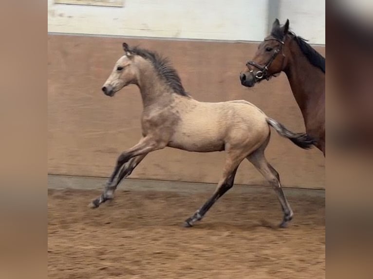 Poney de selle allemand Étalon Poulain (01/2026) 148 cm Buckskin in Achim