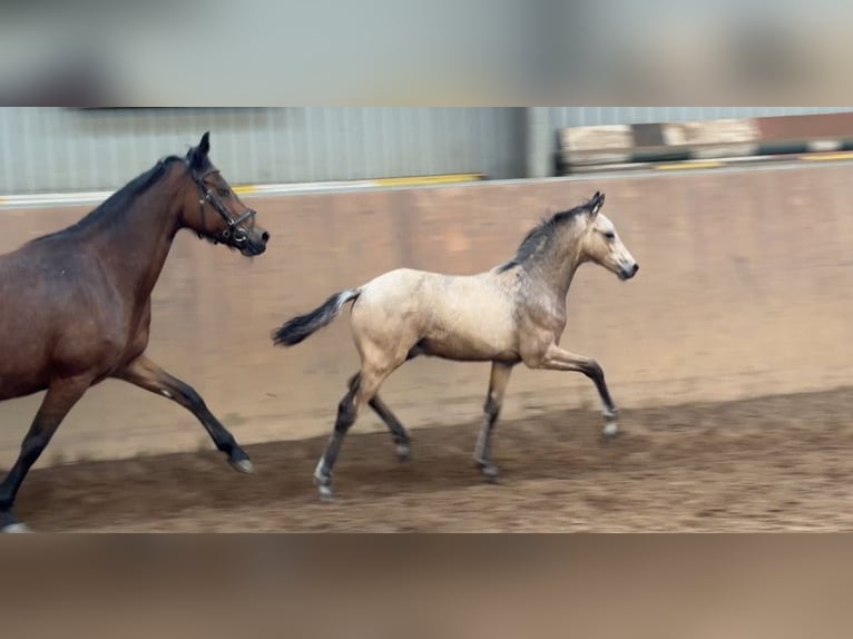 Poney de selle allemand Étalon Poulain (01/2026) 148 cm Buckskin in Achim