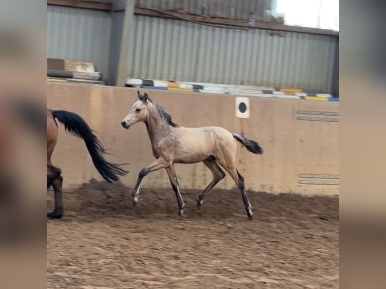 Poney de selle allemand Étalon Poulain (01/2026) 148 cm Buckskin in Achim