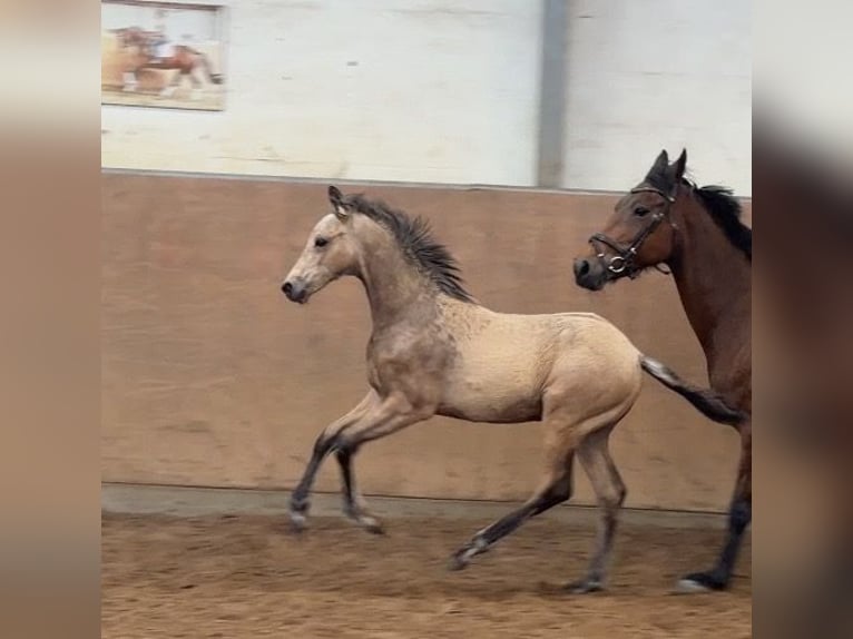 Poney de selle allemand Étalon Poulain (01/2026) 148 cm Buckskin in Achim