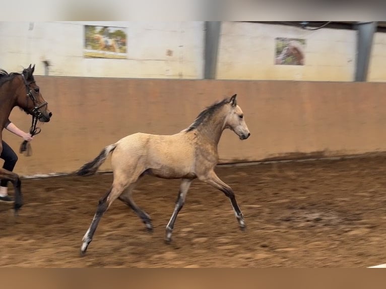 Poney de selle allemand Étalon Poulain (01/2026) 148 cm Buckskin in Achim