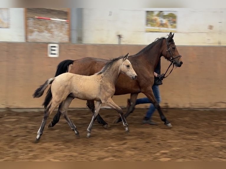 Poney de selle allemand Étalon Poulain (01/2026) 148 cm Buckskin in Achim