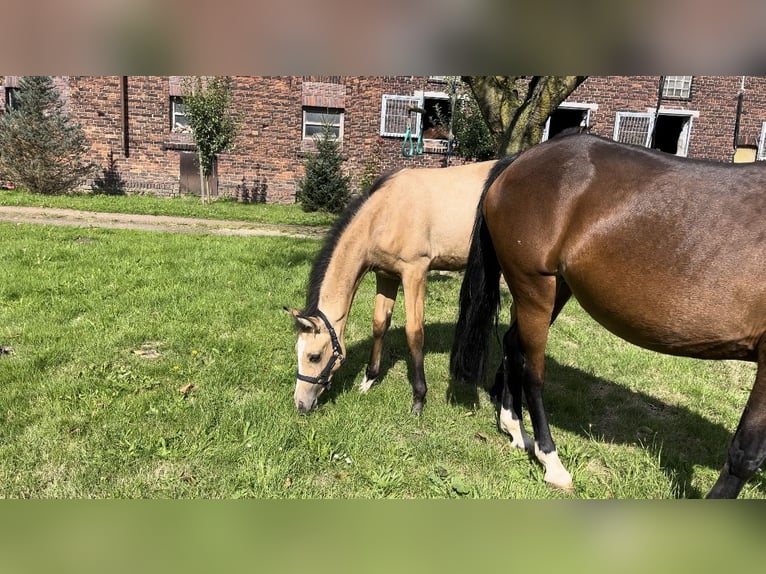 Poney de selle allemand Étalon Poulain (05/2024) 148 cm Buckskin in Datteln