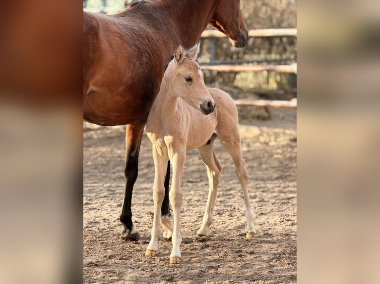 Poney de selle allemand Étalon Poulain (02/2026) 148 cm Buckskin in Nienhagen