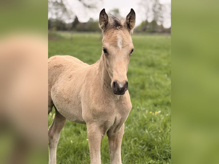 Poney de selle allemand Étalon Poulain (02/2026) 148 cm Buckskin in Nienhagen
