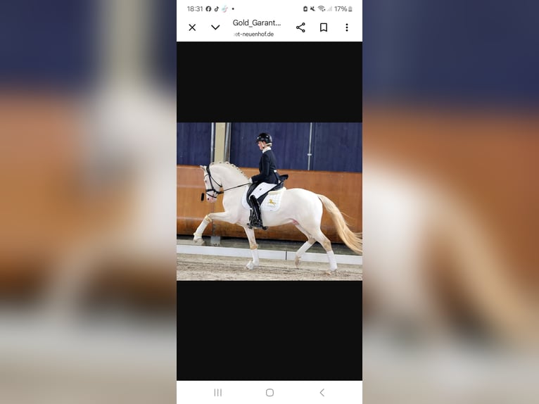 Poney de selle allemand Étalon Poulain (03/2026) 148 cm Buckskin in Hagen im Bremischen