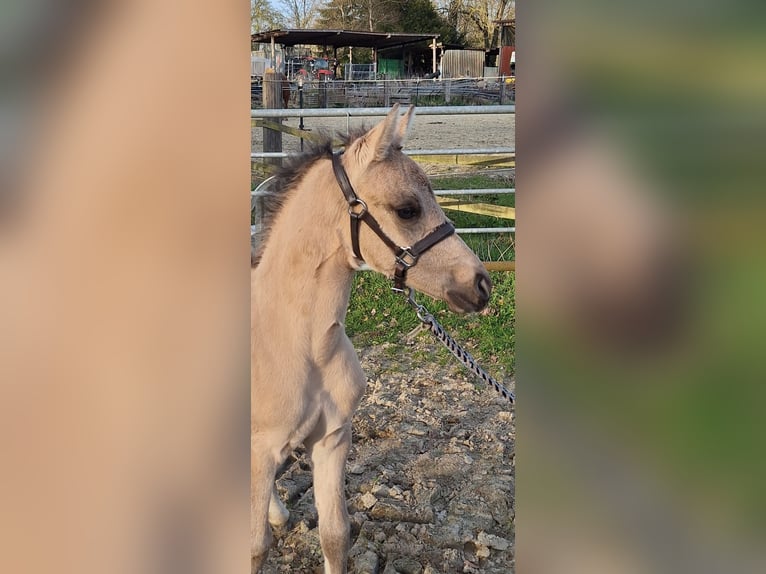 Poney de selle allemand Étalon Poulain (03/2026) 148 cm Buckskin in Hagen im Bremischen