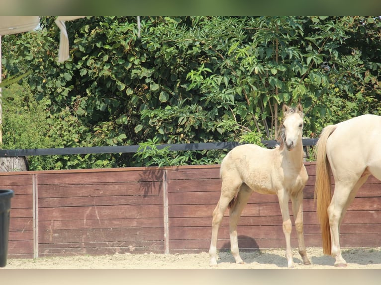 Poney de selle allemand Étalon Poulain (05/2025) 148 cm in Rees