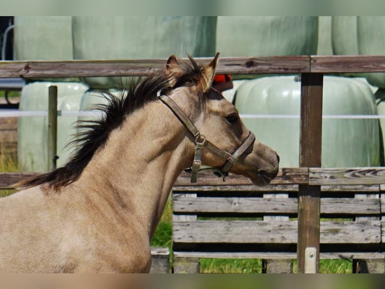 Poney de selle allemand Étalon Poulain (04/2024) 148 cm Dunalino in Bad Zwischenahn