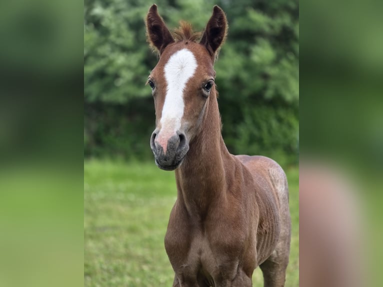 Poney de selle allemand Étalon Poulain (06/2026) 148 cm Gris in Büdelsdorf