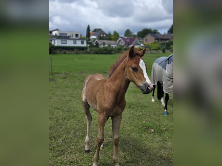 Poney de selle allemand Étalon Poulain (06/2026) 148 cm Gris in Büdelsdorf