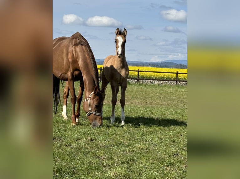 Poney de selle allemand Étalon Poulain (03/2024) 148 cm Isabelle in Wegeleben