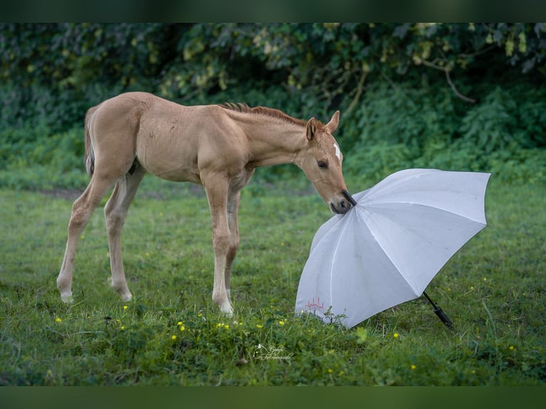Poney de selle allemand Étalon Poulain (05/2026) 148 cm Isabelle in Grevenbroich
