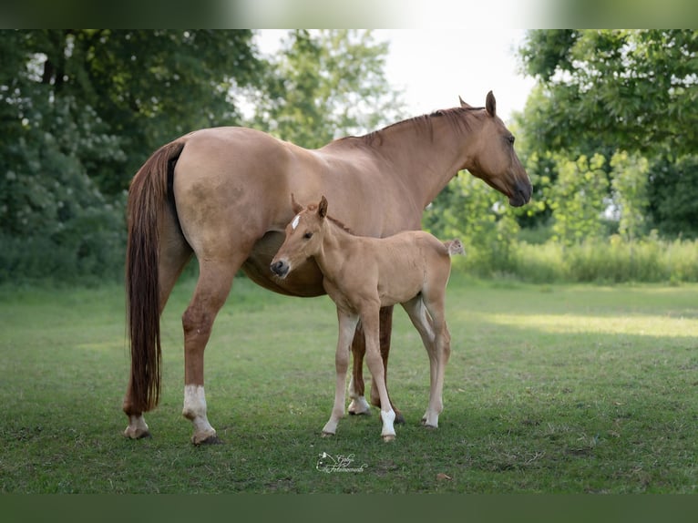 Poney de selle allemand Étalon Poulain (05/2026) 148 cm Isabelle in Grevenbroich