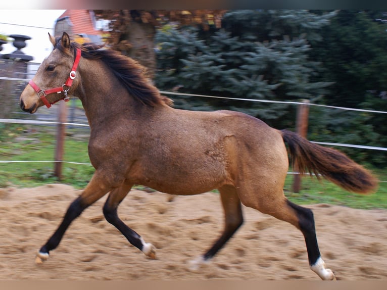 Poney de selle allemand Étalon Poulain (02/2024) 148 cm Isabelle in Velpke