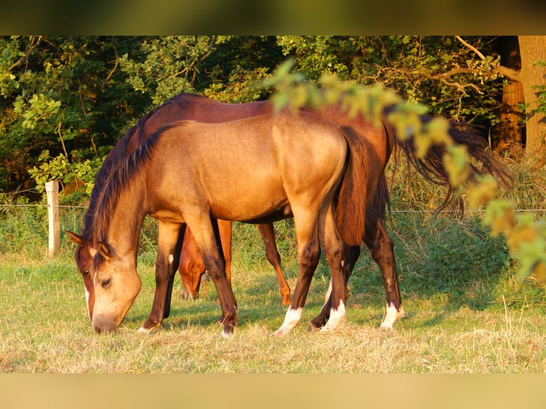 Poney de selle allemand Étalon Poulain (02/2024) 148 cm Isabelle in Velpke