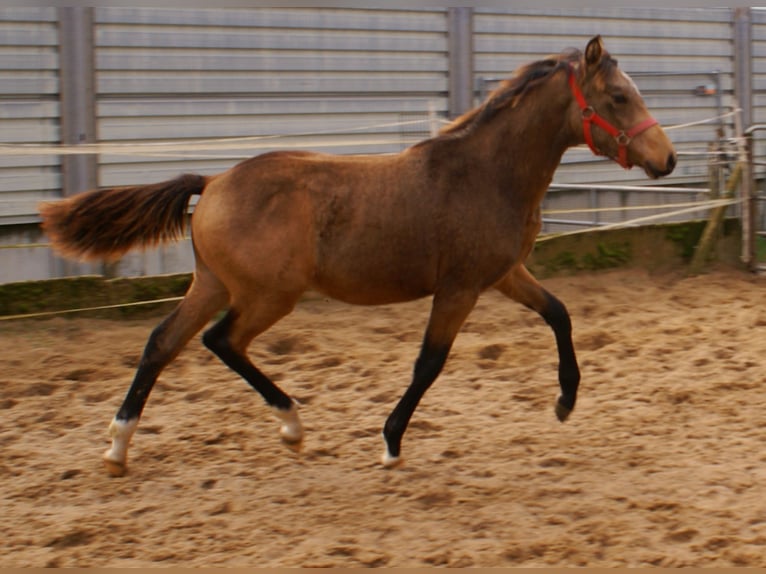 Poney de selle allemand Étalon Poulain (02/2024) 148 cm Isabelle in Velpke