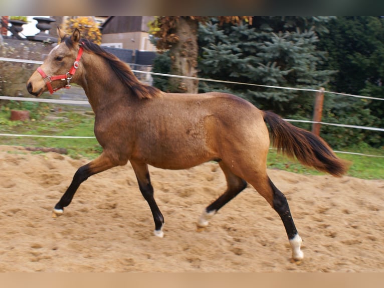 Poney de selle allemand Étalon Poulain (02/2024) 148 cm Isabelle in Velpke