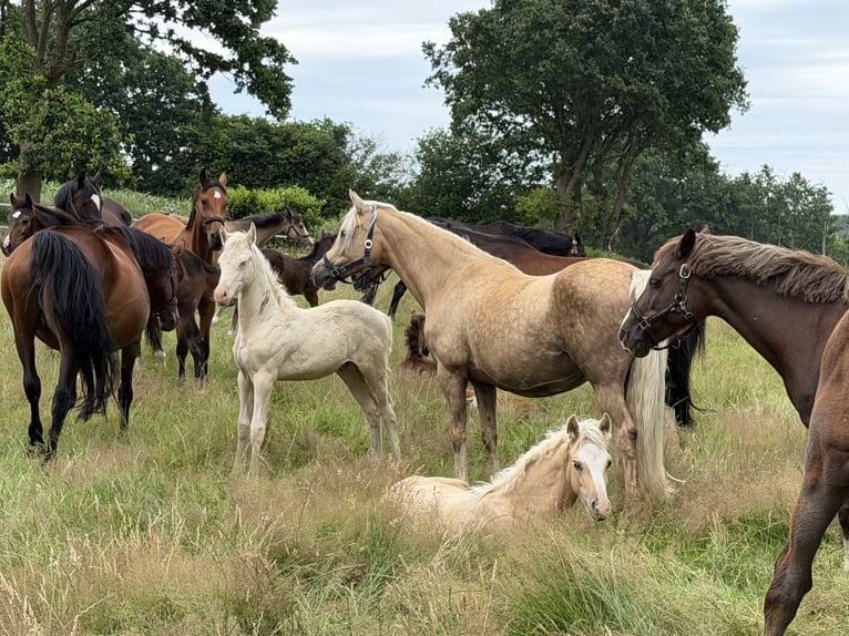 Poney de selle allemand Étalon Poulain (04/2026) 148 cm Palomino in Hanerau-Hademarschen