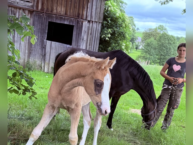 Poney de selle allemand Étalon Poulain (04/2026) 148 cm Palomino in Marktschorgast