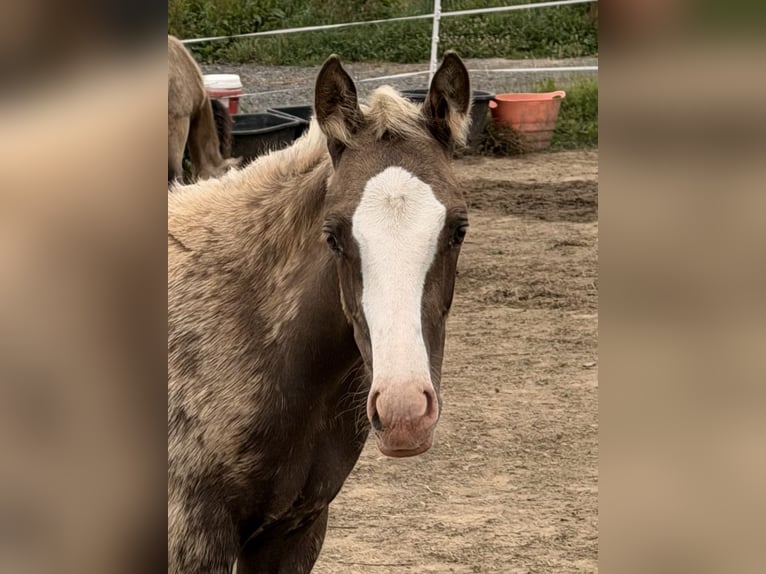 Poney de selle allemand Étalon Poulain (04/2026) 148 cm Palomino in Marktschorgast